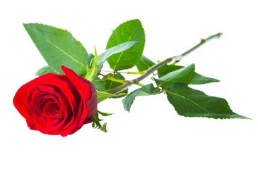 Fototapeta premium Red Rose with Green Stem