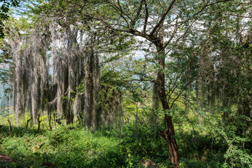 Camino Real, Barichara