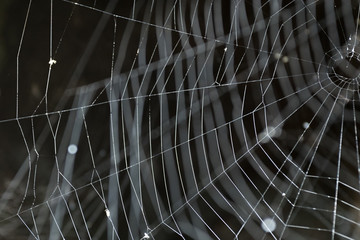 Fototapeta premium Spider Web on Dark Background