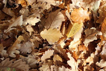 leaves in autumn