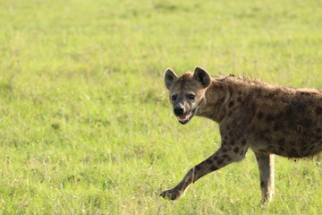 Spotted hyena walking and looking, Masai Mara National Park, Kenya.