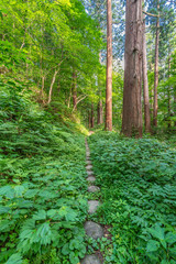 Obraz premium Góra Haguro, jedna z trzech świętych gór prowincji Dewa (Dewa Sanzan). Znajduje się w prefekturze Yamagata w Japonii. Drzewa Sugi (Cryptomeria japonica) lub japoński cedr