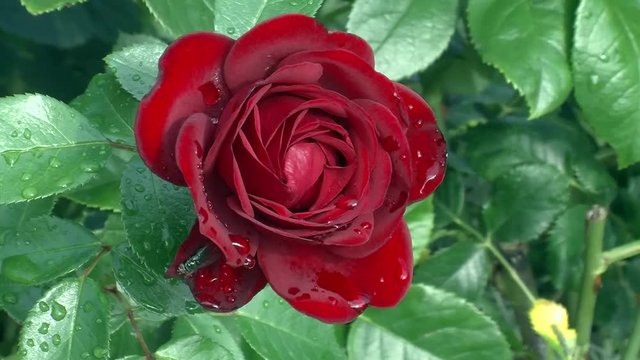 Eine edle rote Rosenbl&uuml;te mit Wassertropfen verziert wiegt sich im Wind
