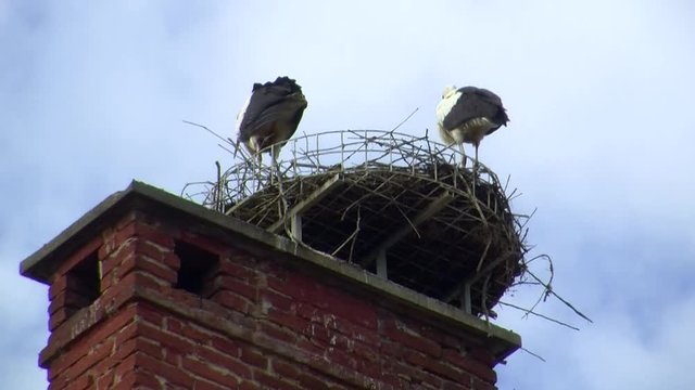 Zwei Jungst&ouml;rche im Nest und einer entledigt sich seines Kots
