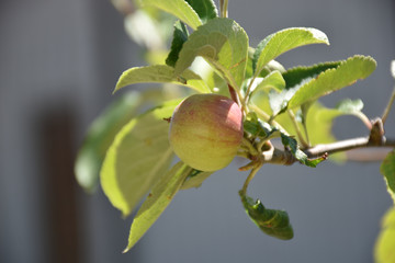 view of the apple of yellow and red in the foregroundon a blur
