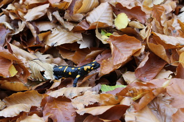 spotted salamander