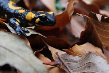 spotted salamander