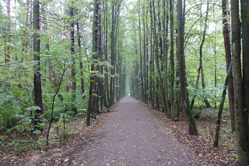 Lane of trees during a foggy morning in early autumn.