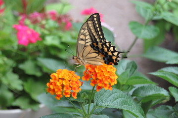 オレンジ色のランタナにとまるアゲハ蝶