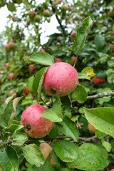 Red delicious apple with water drops. Shiny delicious apples hanging from a tree branch in an apple orchard
