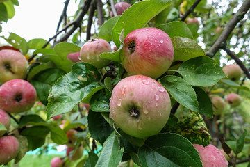 Red delicious apple with water drops. Shiny delicious apples hanging from a tree branch in an apple orchard