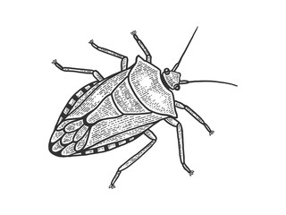 Green shield bug insect sketch engraving vector illustration. Scratch board style imitation. Black and white hand drawn image.