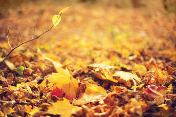Autumn leaves background. Yellow maple leaf over blurred texture with copy space. Concept of fall season. Golden autumn card