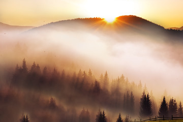 Incredibly beautiful sunrise in the mountains. Coniferous trees in the fog and the rays of the sun through the foggy forest,  - obrazy, fototapety, plakaty