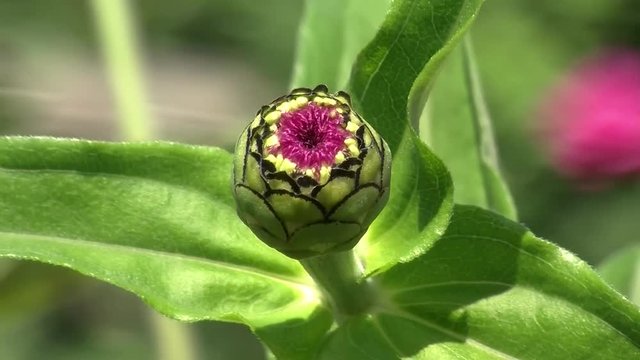Eine lila Zinnienknospe schaukelt im Wind