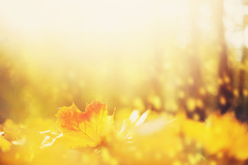 Autumn maple leaves in sunlights, sunny bokeh. Beautiful nature background with forest ground....
