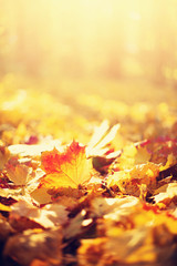 Autumn leaves background. Yellow maple leaf over blurred texture with copy space. Concept of fall...