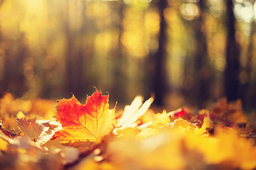Autumn maple leaves in sunlights, sunny bokeh. Beautiful nature background with forest ground....