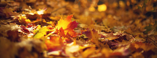 Autumn leaves background. Yellow maple leaf over blurred texture with copy space. Concept of fall season. Golden autumn card