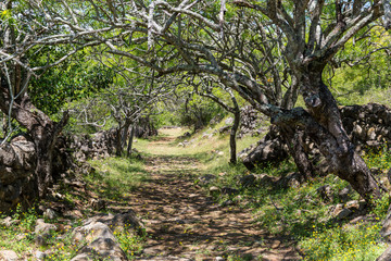 Camino Real, Barichara