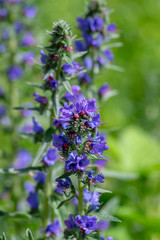 Echium vulgare wild flowering plant, group of blue flowers in bloom on one stem