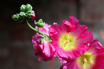 Fototapeta na wymiar Flower of pink mallow closeup
