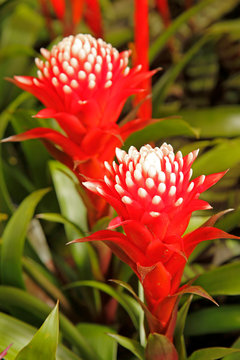 Guzmania.