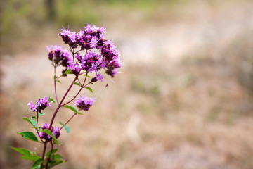 Beautiful wild oregano flowers in a summer meadow
