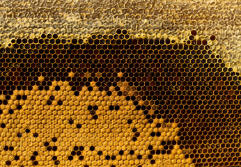 Honeycombs with honey, brood and perga. Visible shape and bee bread of the bee cell.