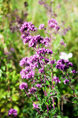 Beautiful wild oregano flowers on a summer meadow
