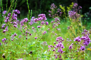 Beautiful oregano flowers on a summer meadow
