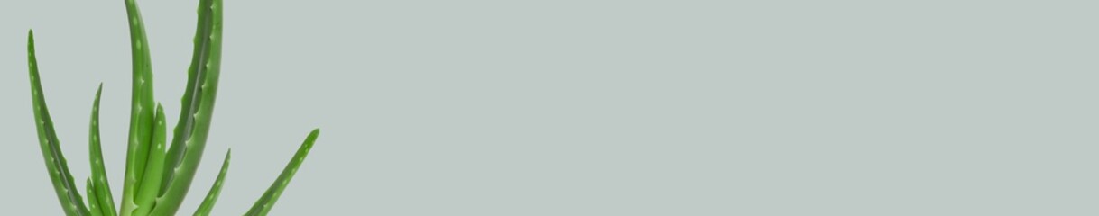 Green aloe plant. Aloe vera leaves on background