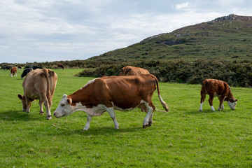 Fototapeta na wymiar cows in a field with grass 