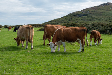 Fototapeta na wymiar cows in a field with grass 