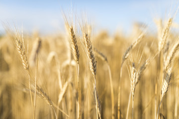 Beautiful landscape with wheat spices