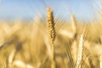 Fall landscape with golden wheat spices