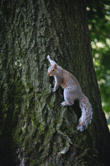 Squirrel © Konrad