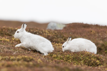 white mountain hare, lepus timidus