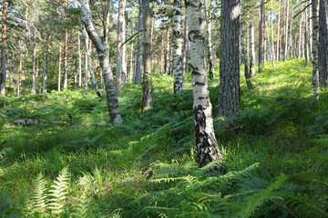 Mountain forest, nature, birch and pine trees, ferns. Greenery, vegetation