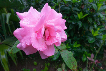 rosa rosa bella con gocce d'acqua sui petali
