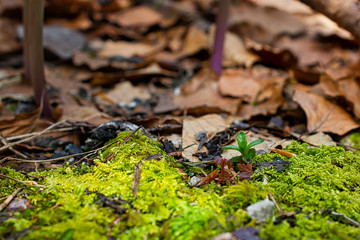 Forest ground photo with green lichen bacground and tree leaves, close-up image