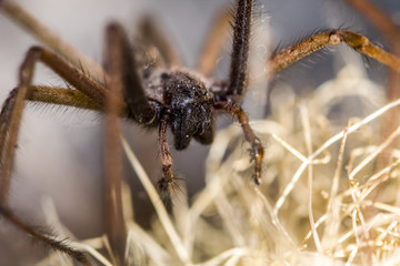 Arachnophobie Die Spinne