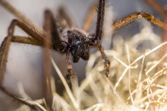 Arachnophobie Die Spinne
