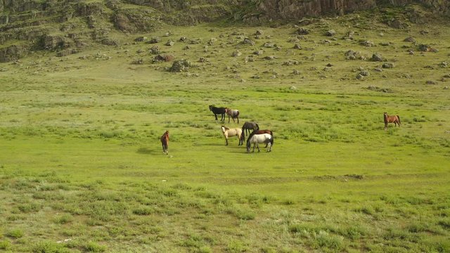 Aerial UHD 4K mid-air flight over wild horses herd on meadow. Fly over spring mountains wild nature. Beautiful animals at summer rural green grass farm. Freedom ecology concept.