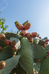 Close-up of Colorful Prickly Pears, Indian Fig, Nature
