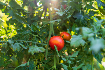 organic tomatoes on the floor without treatments
