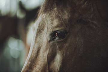 Horse Head and Eye Closeup