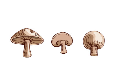 hand drawn mushroom color vector illustration