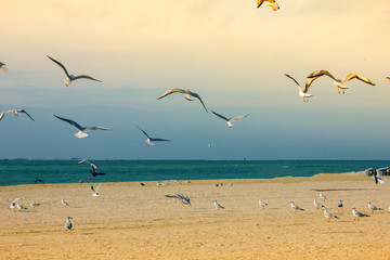 beautiful seagulls fly near the beach