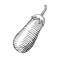 hand drawn brinjal vector illustration